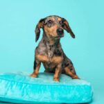 Cane sul suo cuscino